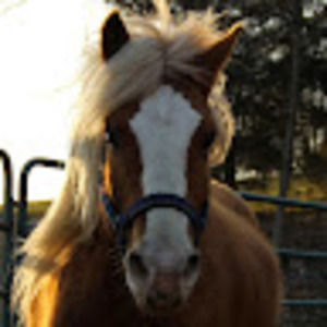 Meet your Posher, Carley